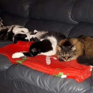 Meet your Posher, Karen